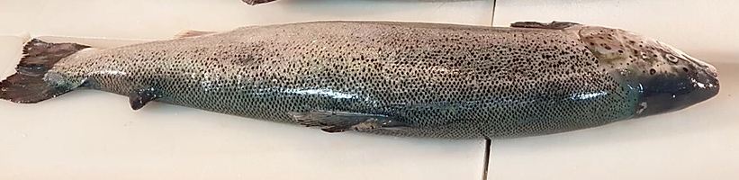 Cá hồi - Đỉnh Phong - Công Ty Cổ Phần Đầu Tư Phát Triển Thương Mại Dịch Vụ Đỉnh Phong